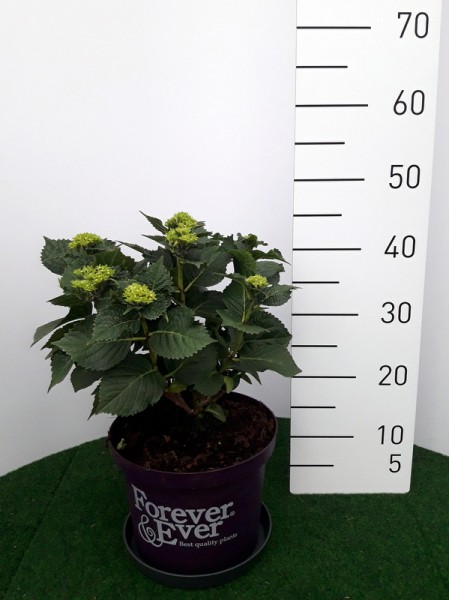 Forever & Ever Mitte Mai