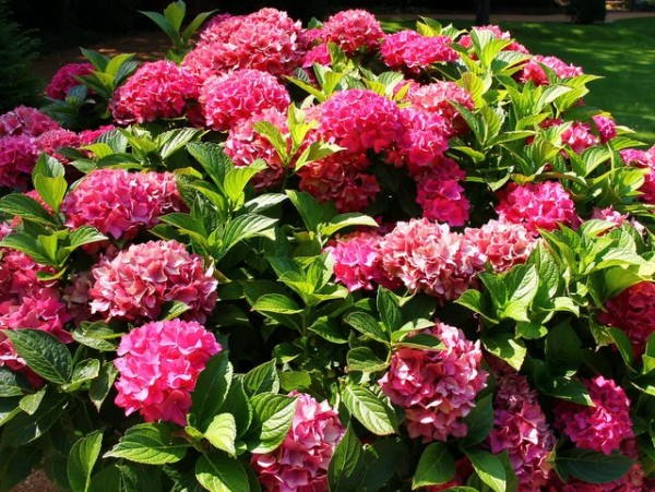 Hortensie Hovaria® Hobergine1