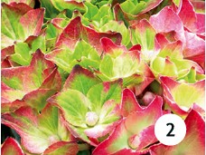 Magical® 'Ruby Tuesday'4