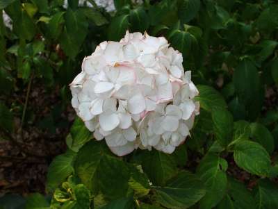 Hortensie Hydrangea macrophylla 'Kanmara' Hortensienträume