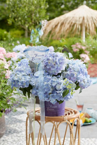 Hortensie French Bolero® blau