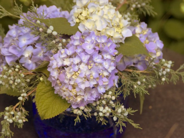 Hortensie Endless Summer®