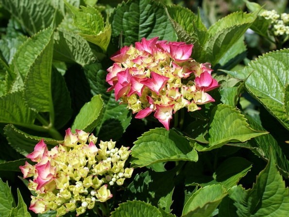 Hydrangea macrophylla Alpenglühen1