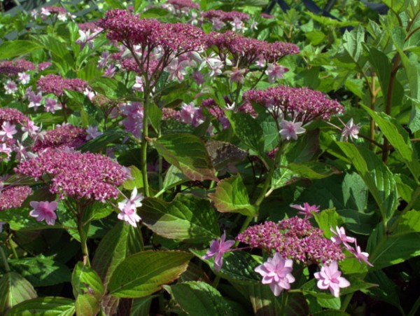 Hydrangea serrata 'Prolifera'1