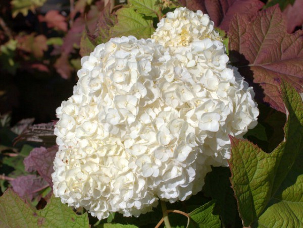 Hydrangea quercifolia 'Harmony'