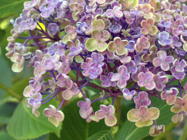 Hydrangea macrophylla 'Ayesha'