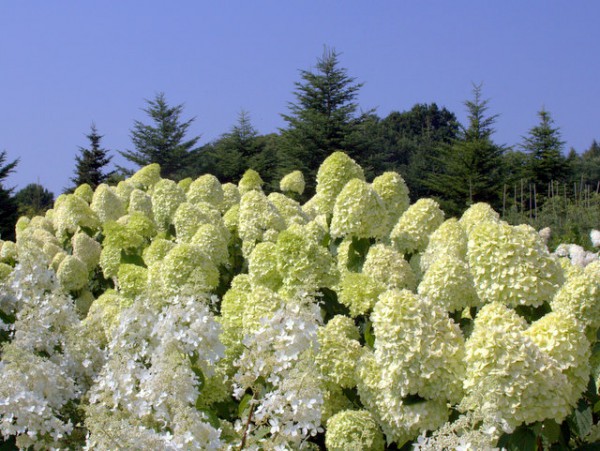 Hydrangea paniculata 'Limelight'®2
