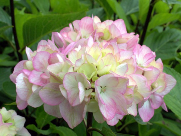 Hydrangea macrophylla 'Nigra'1
