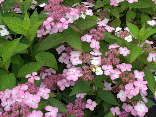 Hydrangea serrata 'Bluebird'