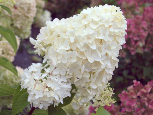 Hydrangea paniculata 'Silver Dollar'3
