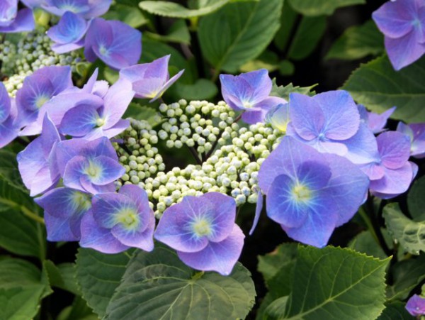 Hydrangea macrophylla Zorro®