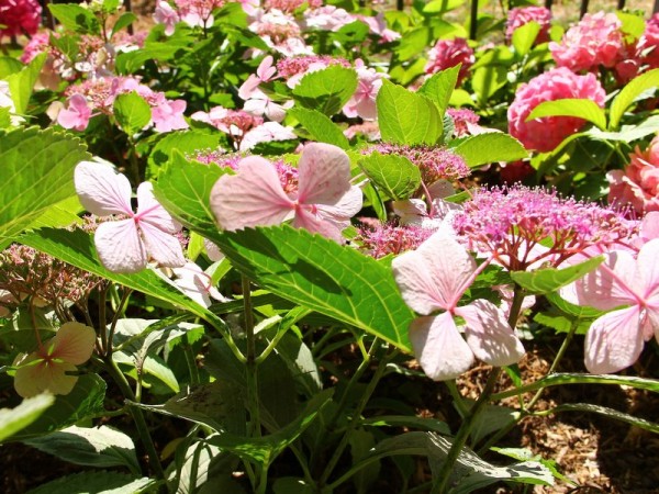 Hydrangea-macr-Mariessii-perfect