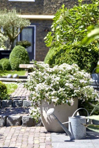 Runaway Bride Kübel