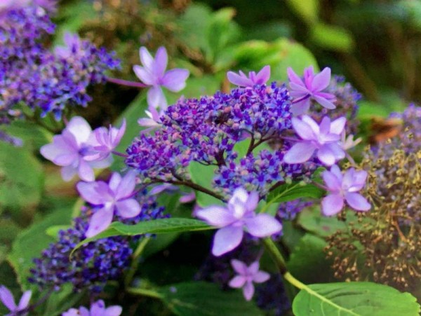 Hydrangea-macr-Izu-no-Hana