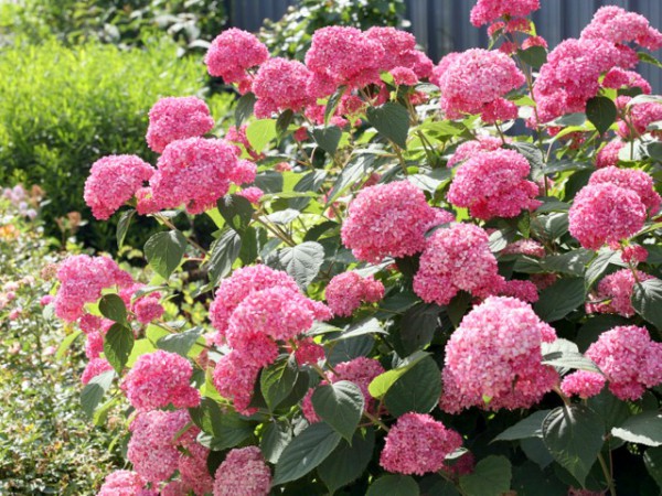 Hydrangea arborescens 'Pink Annabell'