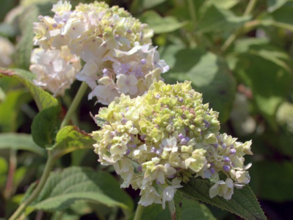 Hydrangea involucrata 'Sterilis'1