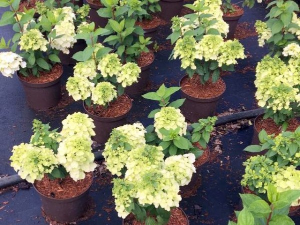 Hydrangea paniculata 'Mont Blanc®'1