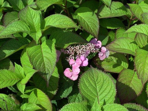 Hydrangea serrata 'Veerle'