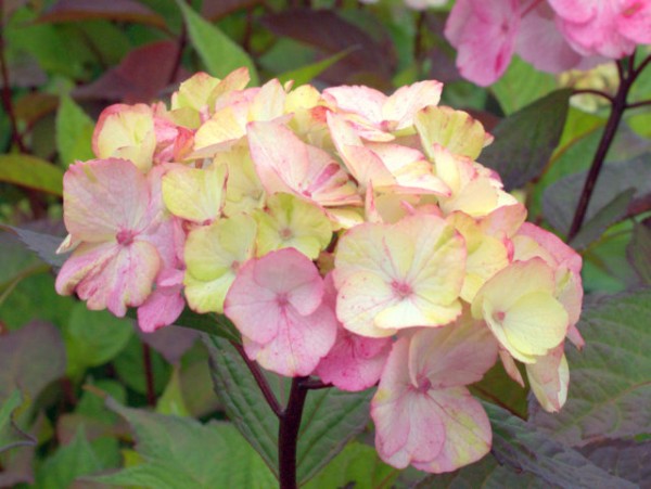 Hydrangea serrata 'Preziosa'