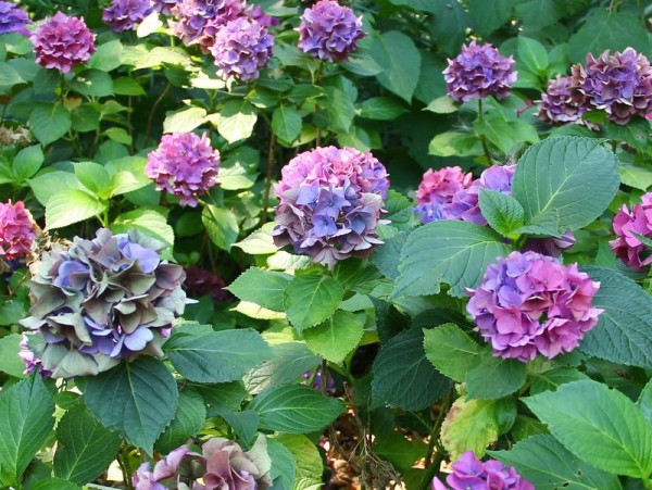 Hydrangea-macr-Early-Blue