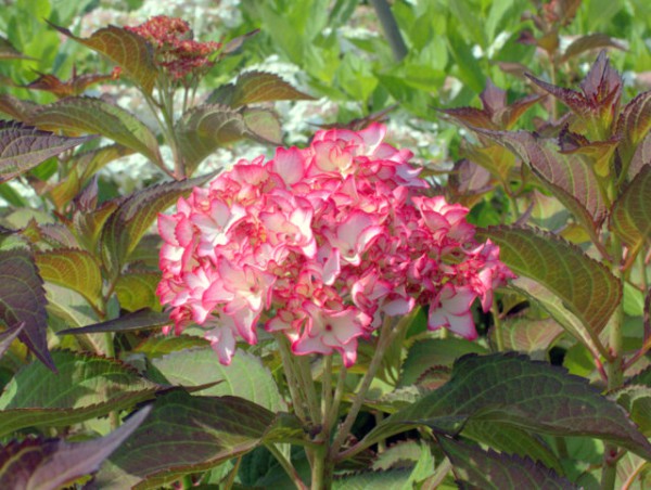 Hydrangea macrophylla 'Mirai'1