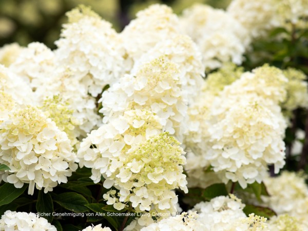 Hortensie Living Summer Snow