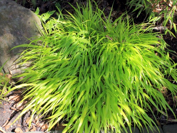 Japanisches Waldgras 'All Gold'