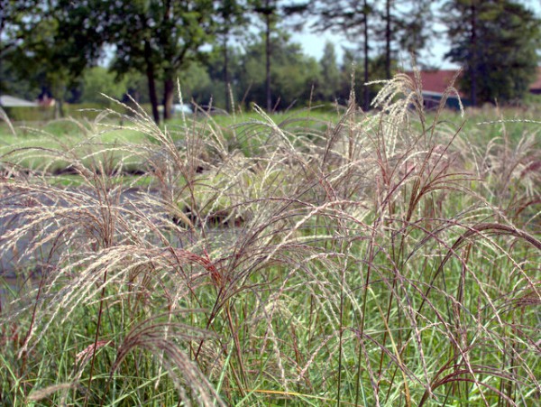 MIscanthus sinensis 'Flamingo'