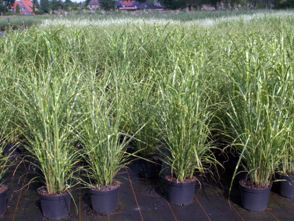 Miscanthus sinensis 'Zebrinus'