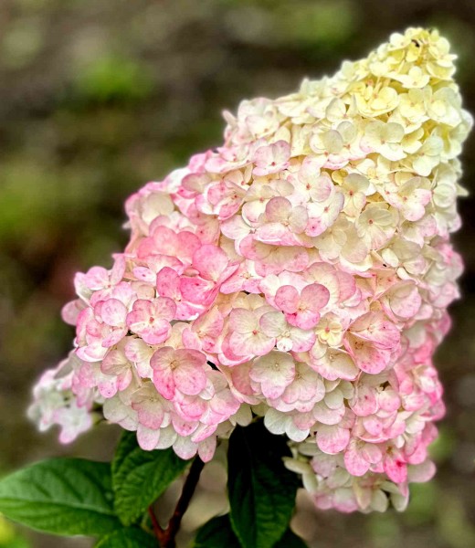 Rispenhortensie Vanille Fraise