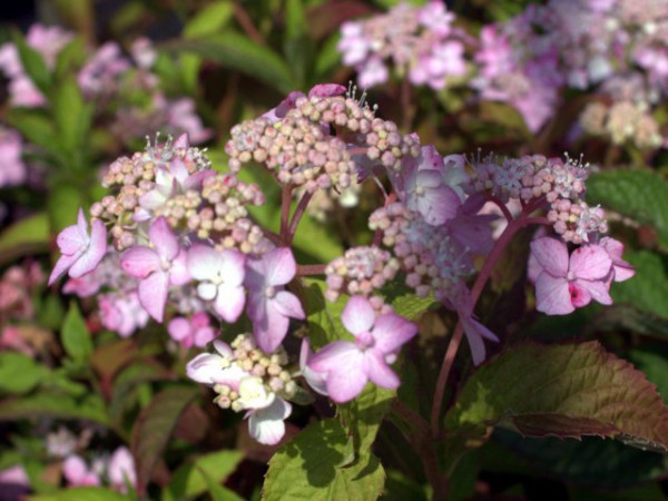 Hydrangea serrata 'Diadem'