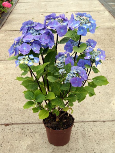 Hydrangea macrophylla Zorro®1