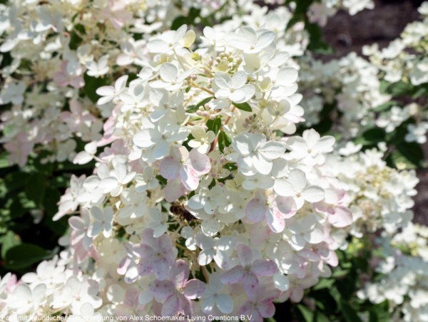 Hortensie Living Touch Of Pink 