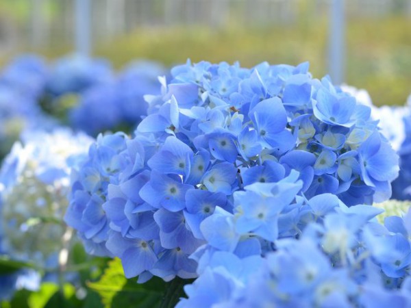 Hortensie Endless Summer® blau