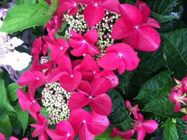 Hydrangea macrophylla Fasan1