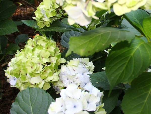 Hydrangea-macr-Magical-Bride