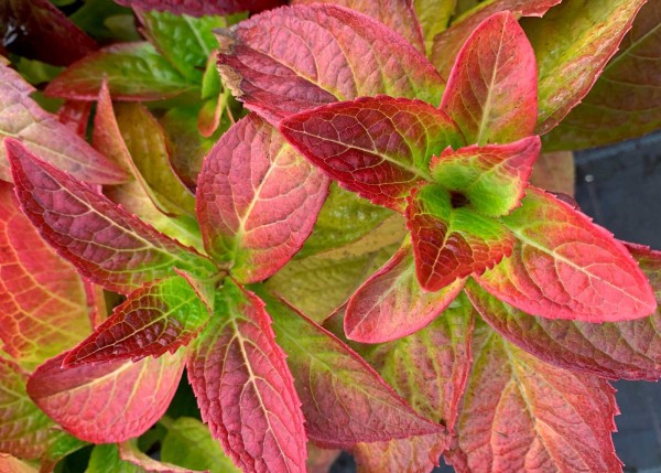 Herbstfärbung Berghortensien Summer Glow