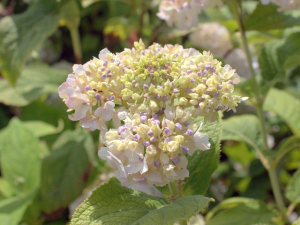 Hydrangea involucrata 'Sterilis'