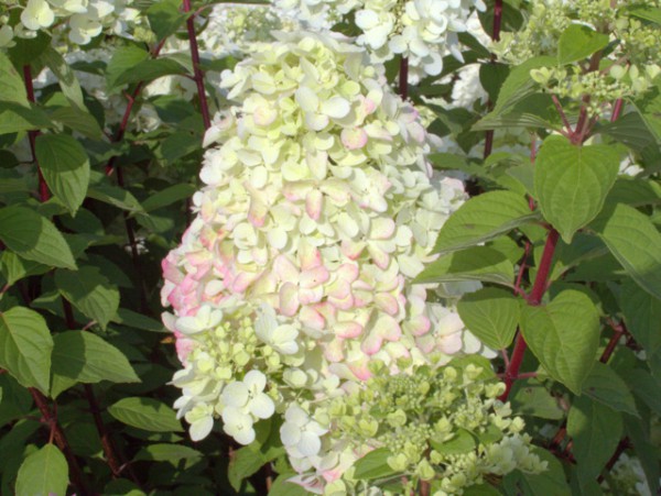 Hydrangea paniculata 'Diamant Rouge'®3