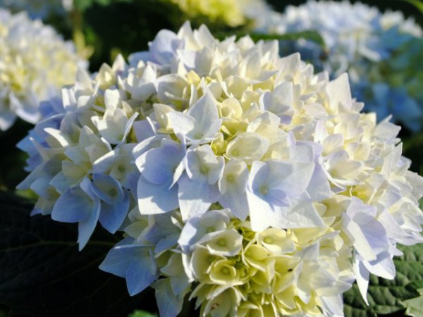 Hortensie Endless Summer® blau2