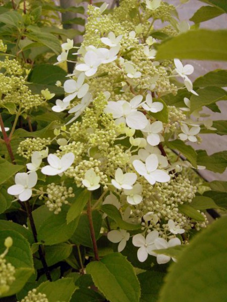 Hydrangea paniculata 'Midlate Summer'