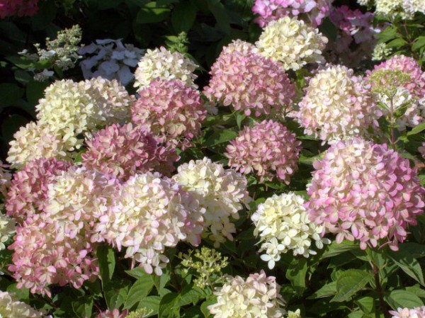 Hydrangea paniculata 'Little Lime'®3