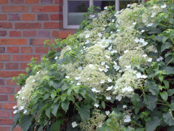 Hydrangea petiolaris1