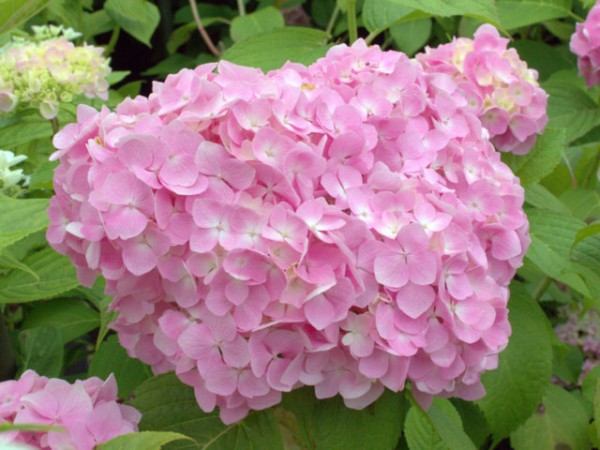 Hydrangea 'Générale Vicomtesse de Vibraye'1