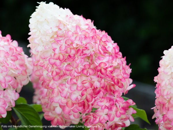 Rispenhortensie 'Living Pink & Rose®'