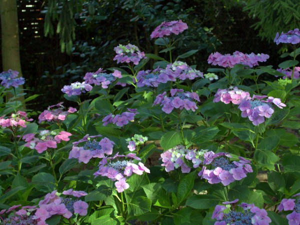 Hydrangea serrata 'Rosalba'