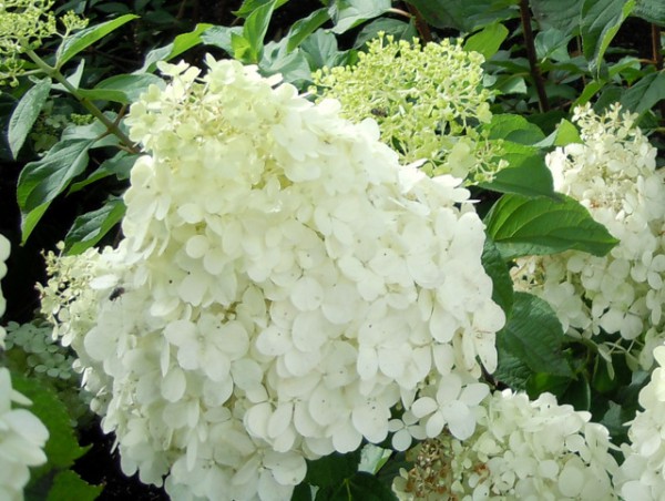 Hydrangea paniculata 'Polar Bear'®