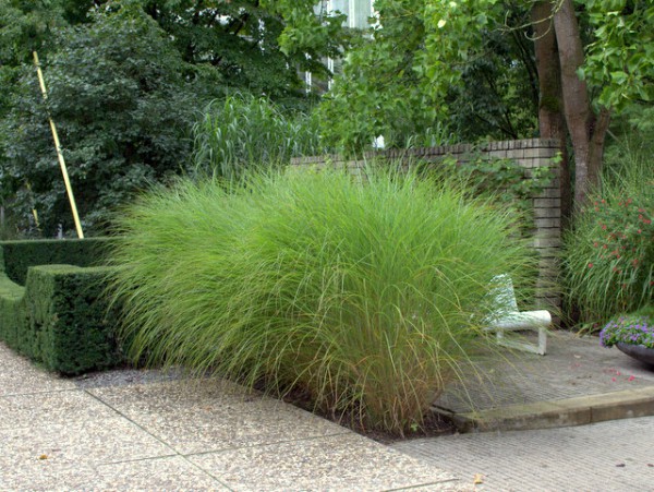 Miscanthus sin. 'Gracillimus'