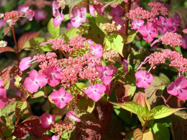 Hortensie Hydrangea serrata 'Avelroz' | Hortensienträume