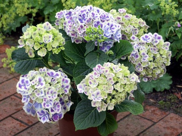 Hydrangea macrophylla Bavaria®1